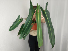 Philodendron Spiritus Sancti Adult