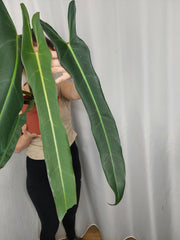 Philodendron Spiritus Sancti Adult