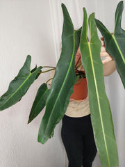 Philodendron Spiritus Sancti Adult