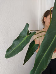 Philodendron Spiritus Sancti Adult