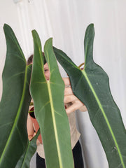 Philodendron Spiritus Sancti Adult