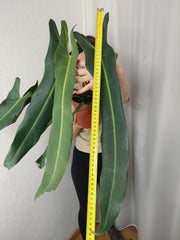 Philodendron Spiritus Sancti Adult