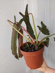 Philodendron Spiritus Sancti Adult