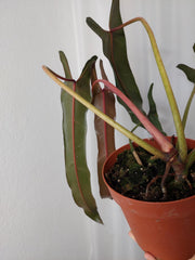 Philodendron Spiritus Sancti Adult