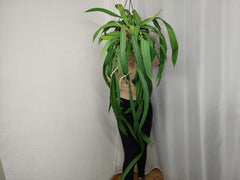 Anthurium Vittarifolium groß