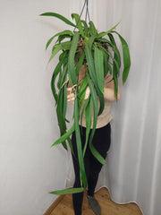 Anthurium Vittarifolium groß