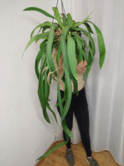 Anthurium Vittarifolium groß