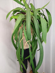 Anthurium Vittarifolium groß