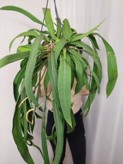 Anthurium Vittarifolium groß