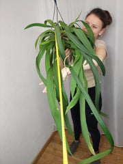Anthurium Vittarifolium groß
