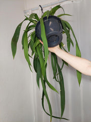 Anthurium Vittarifolium groß