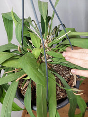 Anthurium Vittarifolium groß