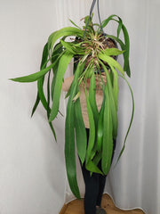Anthurium Vittarifolium groß