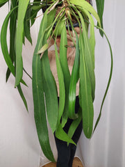 Anthurium Vittarifolium groß