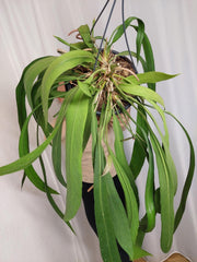 Anthurium Vittarifolium groß