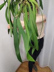 Anthurium Vittarifolium groß
