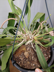 Anthurium Vittarifolium groß