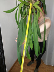 Anthurium Vittarifolium groß
