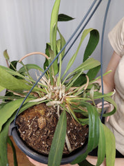 Anthurium Vittarifolium groß