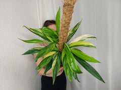 Epipremnum Amplissimum Aurea buschig