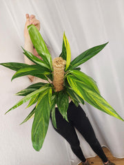 Epipremnum Amplissimum Aurea buschig
