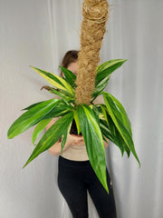 Epipremnum Amplissimum Aurea buschig