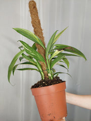 Epipremnum Amplissimum Aurea buschig