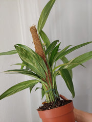 Epipremnum Amplissimum Aurea buschig