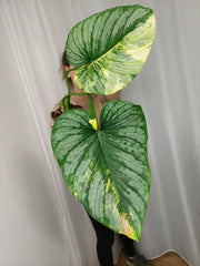 Philodendron Mamei Aurea Variegata