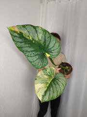Philodendron Mamei Aurea Variegata