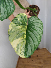 Philodendron Mamei Aurea Variegata