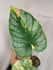 Philodendron Mamei Aurea Variegata