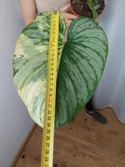 Philodendron Mamei Aurea Variegata