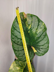 Philodendron Mamei Aurea Variegata