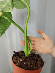 Philodendron Mamei Aurea Variegata