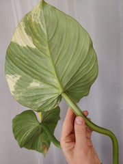 Philodendron Mamei Aurea Variegata