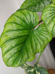 Philodendron Mamei Variegata vergrünt