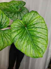Philodendron Mamei Variegata vergrünt