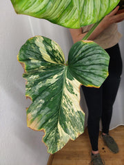 Philodendron Mamei Variegata vergrünt
