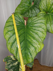 Philodendron Mamei Variegata vergrünt