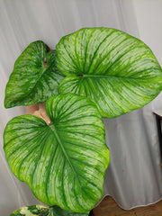 Philodendron Mamei Variegata vergrünt