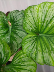 Philodendron Mamei Variegata vergrünt