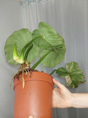 Philodendron Mamei Variegata vergrünt