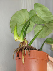 Philodendron Mamei Variegata vergrünt