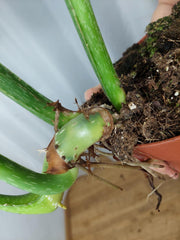 Philodendron Mamei Variegata vergrünt