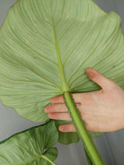 Philodendron Mamei Variegata vergrünt