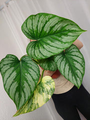 Philodendron Mamei Variegata vergrünt