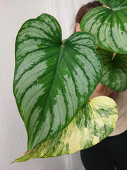 Philodendron Mamei Variegata vergrünt