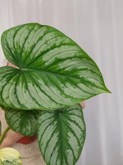 Philodendron Mamei Variegata vergrünt