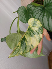 Philodendron Mamei Variegata vergrünt